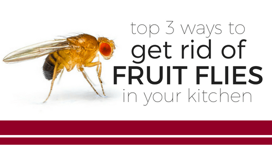 How To Get Rid Of Fruit Flies In Your Kitchen Or Bar - ShopAtDean