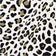 Creative Converting 354593 13" X 13" Black with Gold Leopard Lunch Napkins