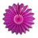 27" Magenta Tissue Paper Fan