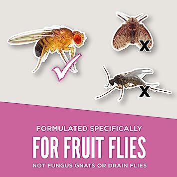 Aunt Fannie's FlyPunch Fruit Fly Trap
