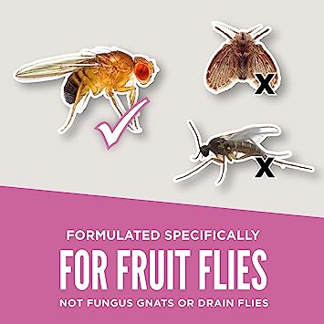 Aunt Fannie's FlyPunch Fruit Fly Trap Aunt Fannie's