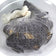 White 16" Clam Bags